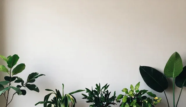 软件应用中如何选择合适的技术咨询套餐?